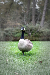 Canada goose standing one leg