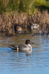 Northern Pintail, Anas acuta male in environment