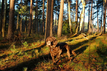 Working cocker spaniel dog stood among the long shadows on the forest floor as the winter sun sets on Blackheath Common, Surrey, UK