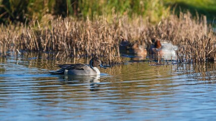 Northern Pintail, Anas acuta male in environment