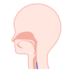 嚥下プロセスのイラスト_食道期