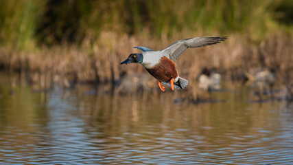 Northern Shoveler, Shoveler, Anas clypeata male in flight in Devon in England, Europe