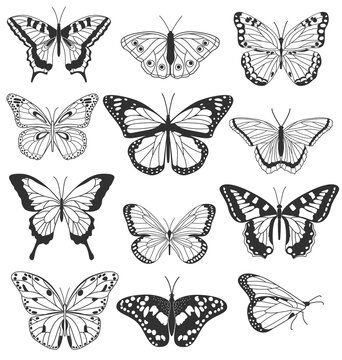 Set of realistic black and white butterflies isolated on white background. Collection of vintage elegant illustrations of butterflies. Design elements for your project. Vector illustration