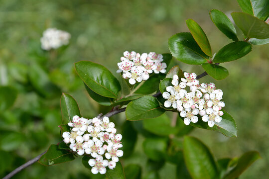 Blooming black chokeberry (Aronia melanocarpa (Michx.) Elliott)