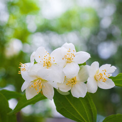 Twig with white jasmine flower in spring