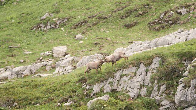 Two male Ibexes fighting in slow motion during mating season on the hike to Refuge de Salles, Sixt-fer-&agrave;-cheval.