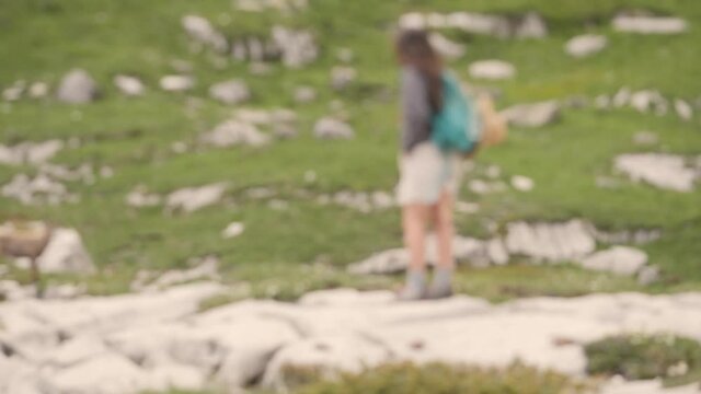 A Gorgeous young woman is admiring an Ibex that stares back at her during a hike to the Refuge de Salles, sixt-fer-&agrave;-cheval