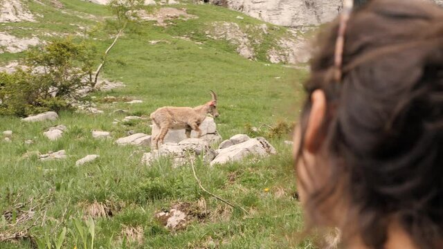 A gorgeous young woman turns her face to find a gorgeous Ibex in the background during a hike to the Refuge de Salles, Sixt-fer-&agrave;-cheval.