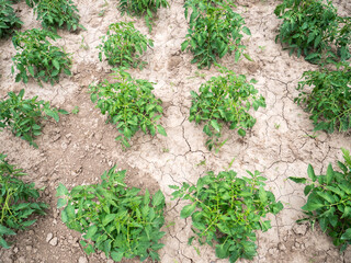 Green Plants from the Bio Garden