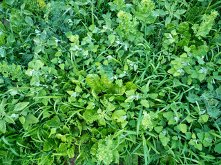 Green Plants from the Bio Garden