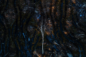 An aerial view of a fresh muddy clear-cut area in Estonia during autumn, Northern Europe.	