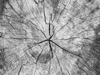 wood texture in section