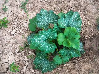Green Baby Plants in the Bio Garden