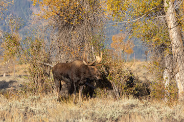 Bull Shiras Moose in the Rut in Wyoming in Autumn