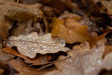 wet leaves