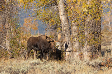 Bull Shiras Moose in the Rut in Wyoming in Autumn