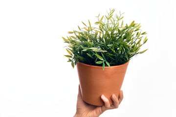 Hand of caucasian young man holding small plant pot over isolated white background