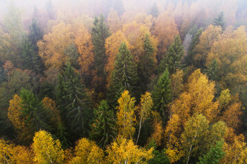 Aerial of lush wild boreal forest during colorful autumn foliage in European nature.	