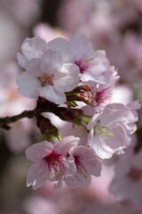 Wunderschöne zart rosa weiße Kirschblüten - aufgeblüht - close up