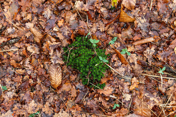 green moss plant in the middle of orange dead leaves