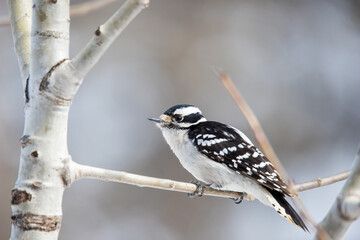 Fototapeta premium Hairy woodpecker on tree branch