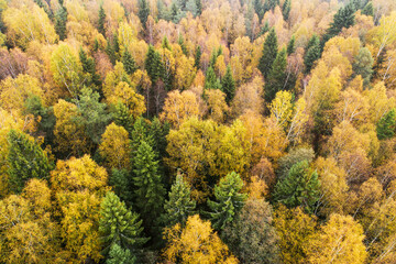 Aerial of lush wild boreal forest during colorful autumn foliage in European nature.	