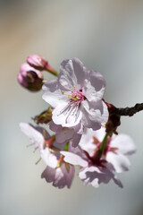 Wunderschöne zart rosa Kirschblüten - close-up
