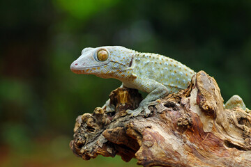 tokay gecko on wood with nature background