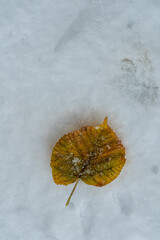 Autumn leaf lying on snow