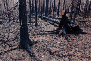 A coniferous boreal forest after devastating forest fire in Estonia, Northern Europe. 