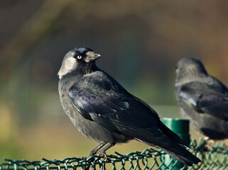 Blackbird on a fence. The western jackdaw (Coloeus monedula)