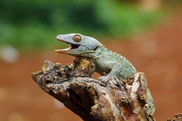 tokay gecko on wood with nature background