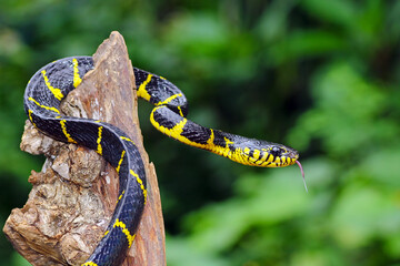 boiga dendrophila yellow ringed, gold ringed snake, indonesia snake