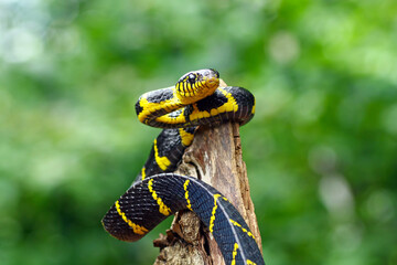boiga dendrophila yellow ringed, gold ringed snake, indonesia snake