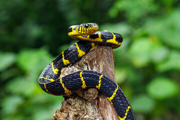 boiga dendrophila yellow ringed, gold ringed snake, indonesia snake