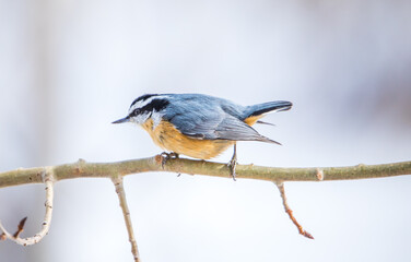 red breasted nuthatch on branch