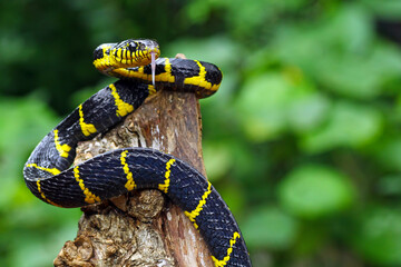 Obraz premium boiga dendrophila yellow ringed, gold ringed snake, indonesia snake