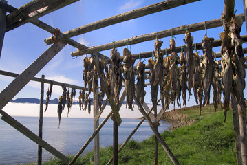 Arctic cod drying on a fish rack, Kangerluk, Greenland, Denmark