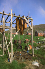 Fototapeta premium Greenland shark meat drying on a fish rack, Kangerluk, Greenland, Denmark