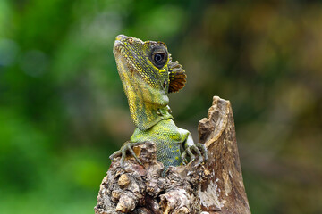 great angle head lizard on branch, Gonocephalus grandis, animal closeup
