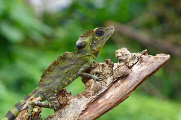 great angle head lizard on branch, Gonocephalus grandis, animal closeup