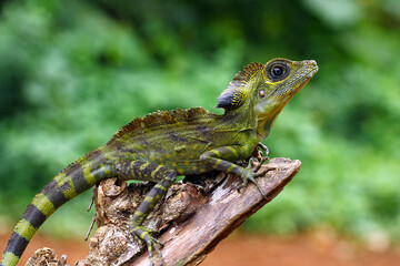 great angle head lizard on branch, Gonocephalus grandis, animal closeup