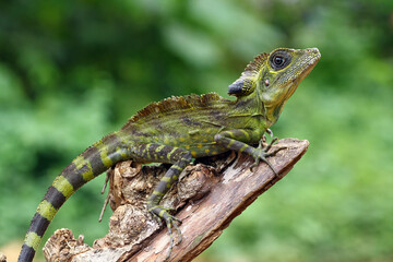 great angle head lizard on branch, Gonocephalus grandis, animal closeup