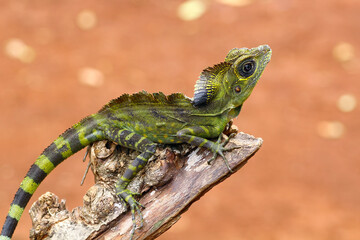 great angle head lizard on branch, Gonocephalus grandis, animal closeup