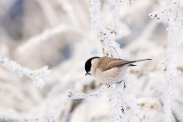 A small European songbird Marsh tit, Poecile palustris sitting on a frosty branch on a cold winter morning in Estonia.	