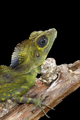 great angle head lizard on black background, Gonocephalus grandis, animal closeup