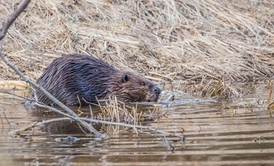 woodland beaver cutting trees