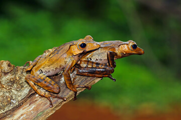 eared tree frogs on tree trunks, Polypedates otilophus
