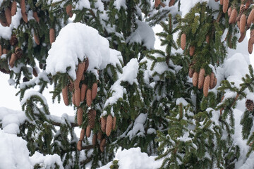 Spruce, Picea abies cones during a beautiful wintery day in Estonian confierous forest, Northern Europe.	