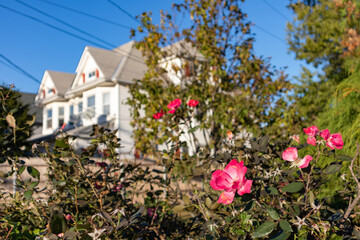 Fototapeta na wymiar Pink Rose Closeup with Neighborhood Homes in the Background on the East Side of Stamford Connecticut